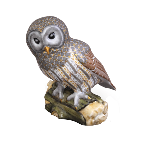 Gray barred owl