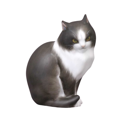Cat, sitting