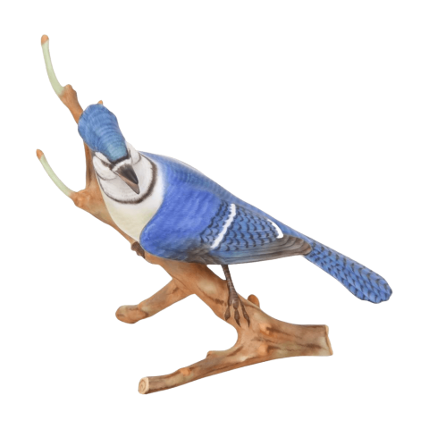 Blue jay