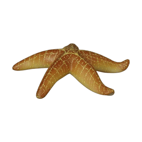 Sea-star