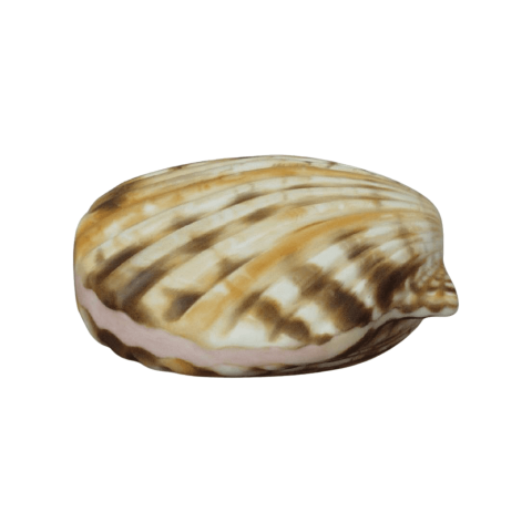 Sea shell