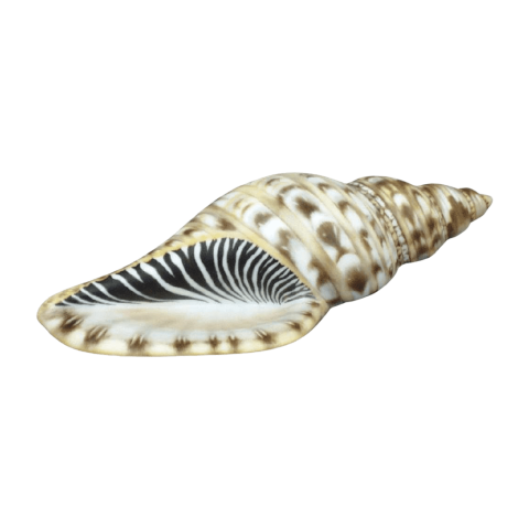 Sea-snail