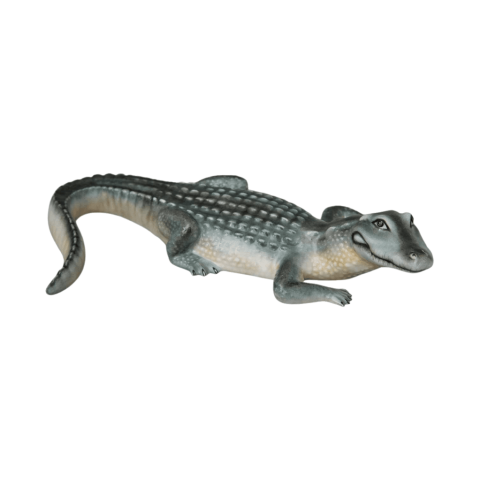 Alligator