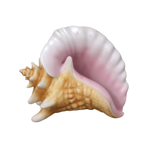 Sea shell