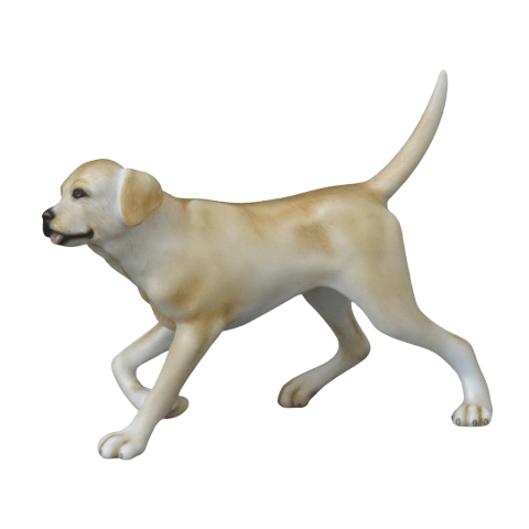 Labrador