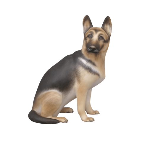 German Shepherd