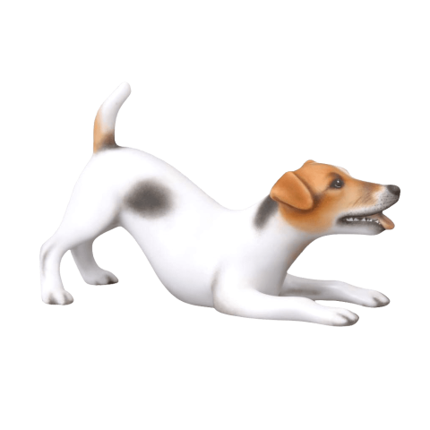 Jack Russell Terrier