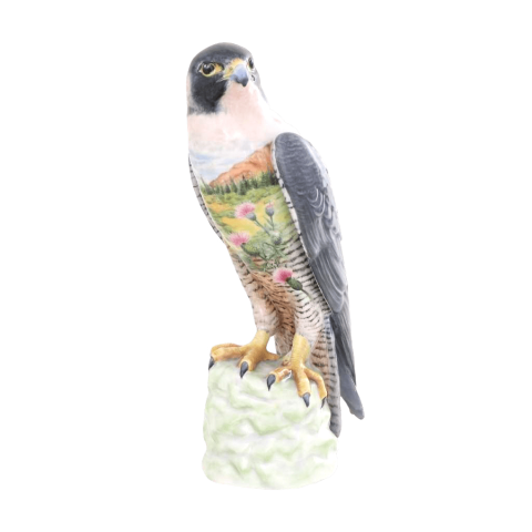 Peregrine Falcon